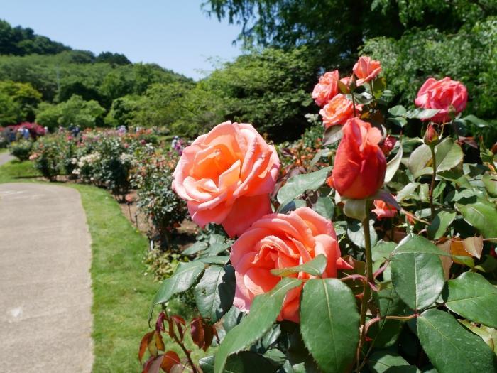 【茨城】関東最大級のバラ園！「いばらきフラワーパーク」でバラの色と香りを満喫