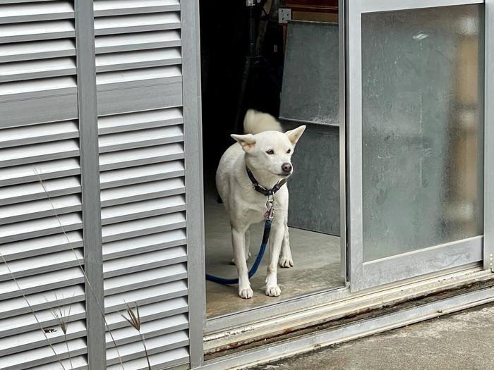 沖縄で出会った島猫たち！スポット別に紹介