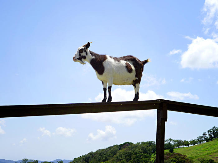 【千葉】マザー牧場で自然や動物とふれあう！～マザーファームツアーDXの全貌公開も～