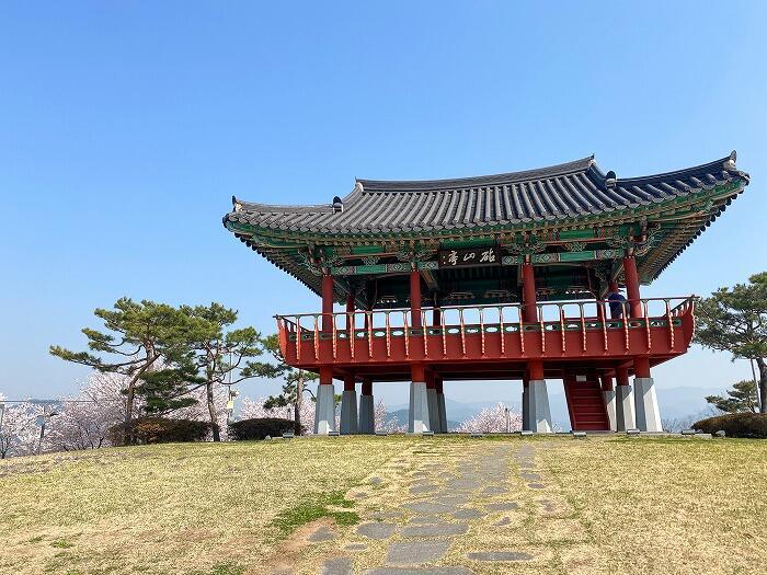 【韓国•大邱】お花見シーズンの大邱(テグ)で桜の名所に行ってきました