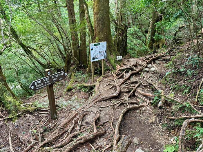 【鹿児島】ヤクスギランドは誰でも気軽に行ける自然植物園