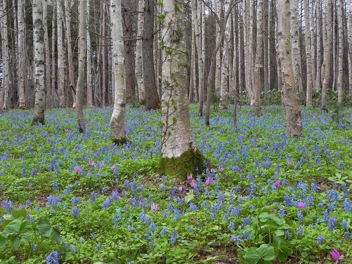 【北海道】突哨山（とっしょうざん）で春の妖精たちに出逢った