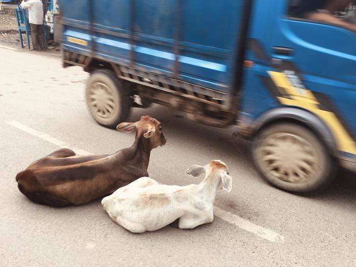 世界の動物に癒される・・・