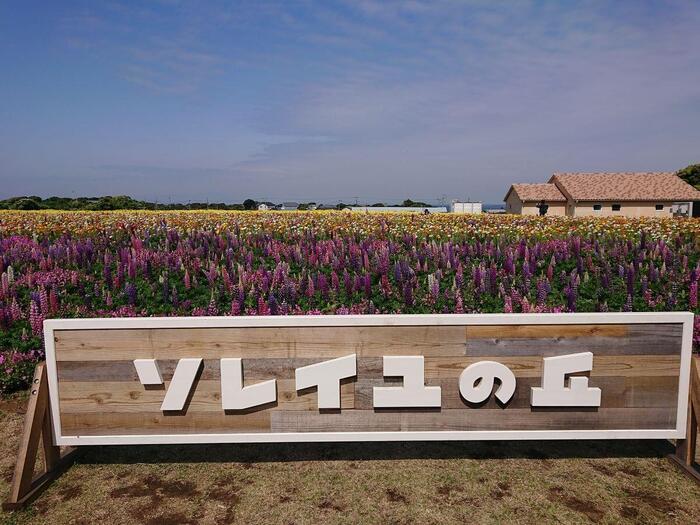 海・花・空の絶景！ 横須賀西海岸ソレイユの丘に行ってきた