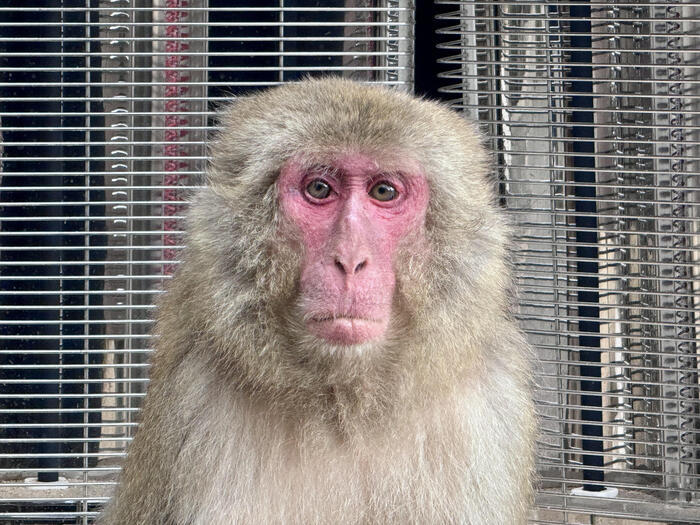 【大分】おサルさんの聖地でこんにちは！高崎山自然動物園