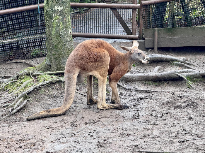 約48年ぶりの訪問！「九州自然動物公園アフリカンサファリ」園内レポート