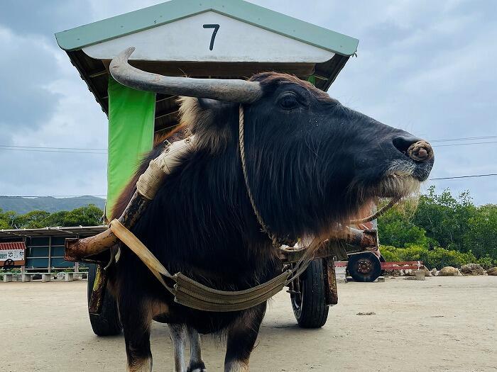 由布島「水牛に乗って島渡り!?由布島を水牛に揺られて散策しよう!!」