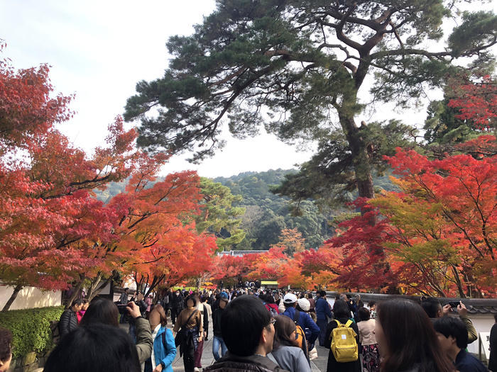 紅葉に食べられそう...秋の京都「南禅寺」と「永観堂」は素晴らしかった！