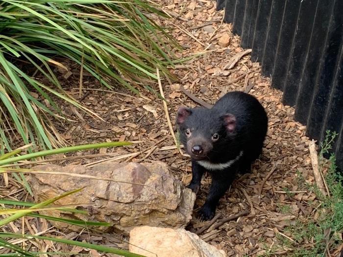 大自然の宝庫「タスマニア」の魅力!かわいい動物たちとの出会い・・・♪