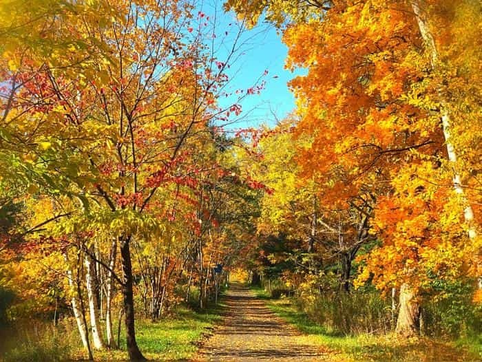 北海道立真駒内公園の紅葉ランで絶景を堪能しました