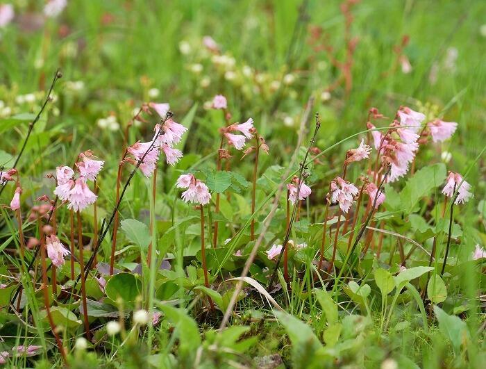 【岩手】広大な湿原に咲く高山植物を気軽に見に行ける！八幡平で涼しい空気に包まれながらトレッキング