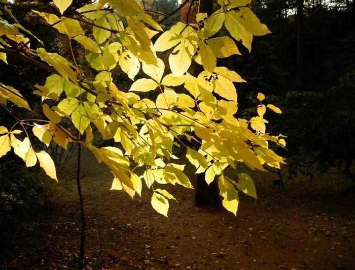 絵画の中にまぎれ込む、圧巻の紅葉【神戸市立森林植物園】