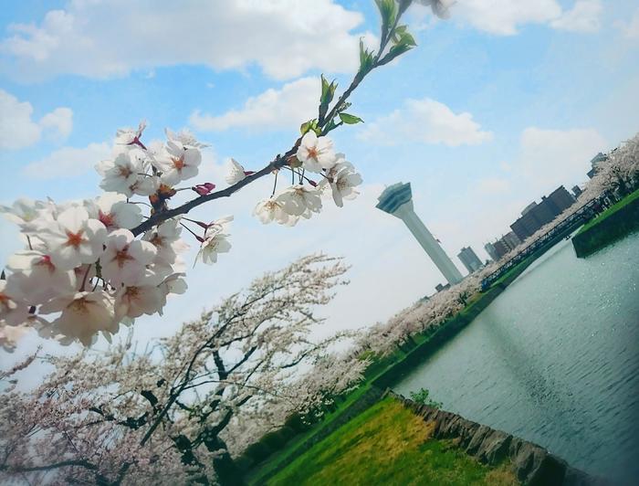 北海道の函館・松前　絶景の桜とお城を求めて＾＾