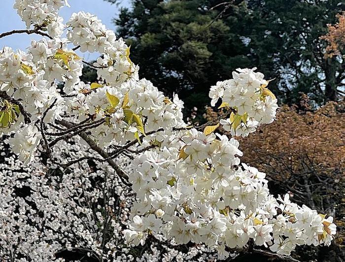 奇跡の光景！吉野山をピンクに染め上げる山桜、来年までに知っておきたい絶景スポット