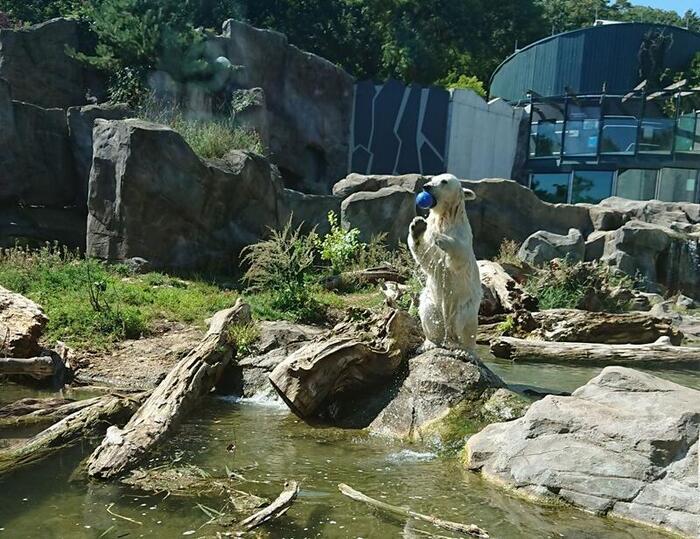 【オーストリア】皇帝が作った世界最古の動物園！シェーンブルン動物園を満喫！（初級編）