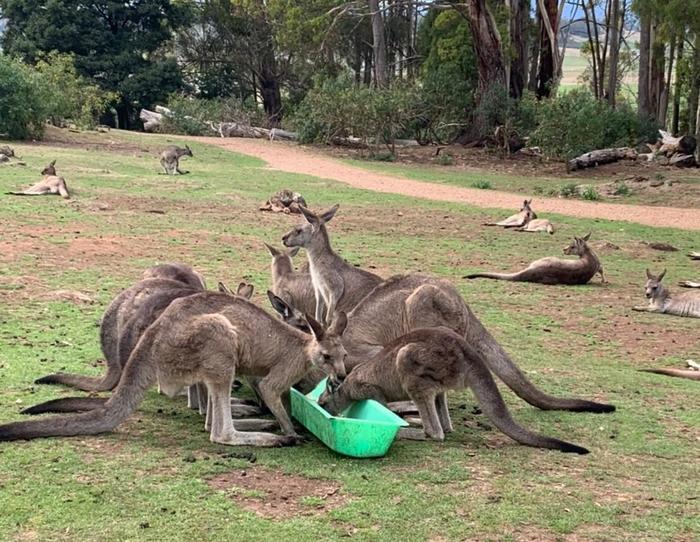 大自然の宝庫「タスマニア」の魅力!かわいい動物たちとの出会い・・・♪