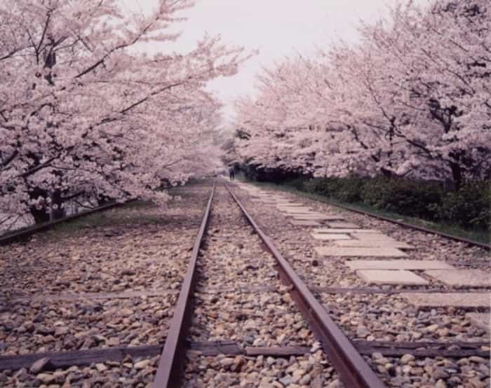 春の京都！1年でもっとも人気な桜シーズン、京都のさくらの名所5選