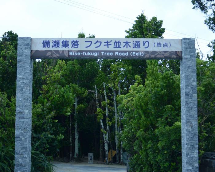 美ら海水族館から車で3分！フクギ並木や備瀬ビーチを徹底レポート！