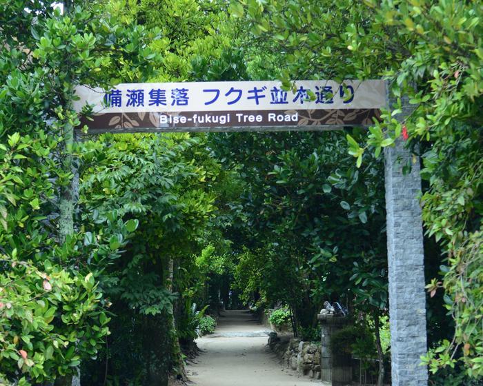 美ら海水族館から車で3分！フクギ並木や備瀬ビーチを徹底レポート！