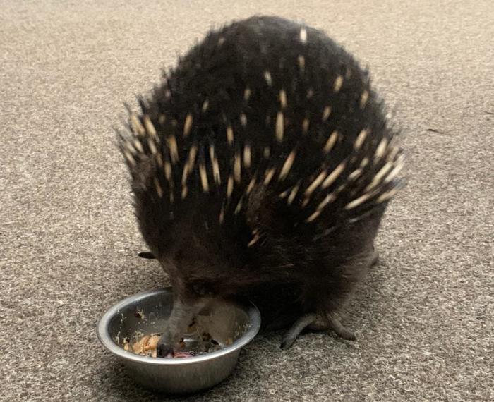 大自然の宝庫「タスマニア」の魅力!かわいい動物たちとの出会い・・・♪