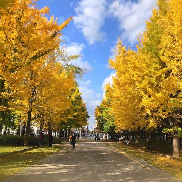 北海道立真駒内公園の紅葉ランで絶景を堪能しました