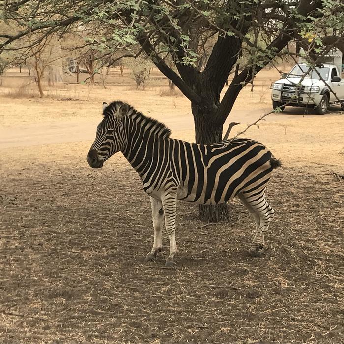アフリカのパリ、歴史と自然豊かなセネガルの魅力