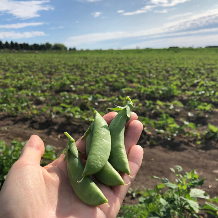 カナダ夏の楽しみ方！ストロベリーピッキングへ行ってきました