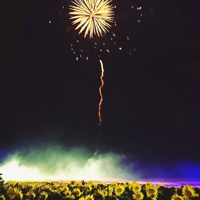 大地が黄色く輝く絶景 北竜町のひまわり畑!