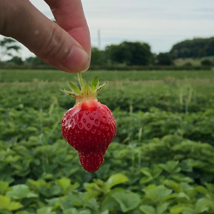 カナダ夏の楽しみ方!ストロベリーピッキングへ行ってきました