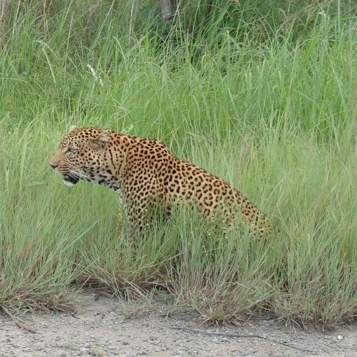 タンザニアのサファリで、大人気の動物ビッグファイブを見てみよう！