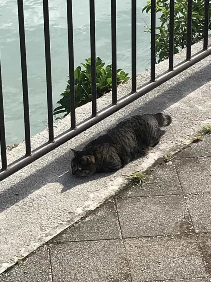 沖縄で出会った島猫たち！スポット別に紹介