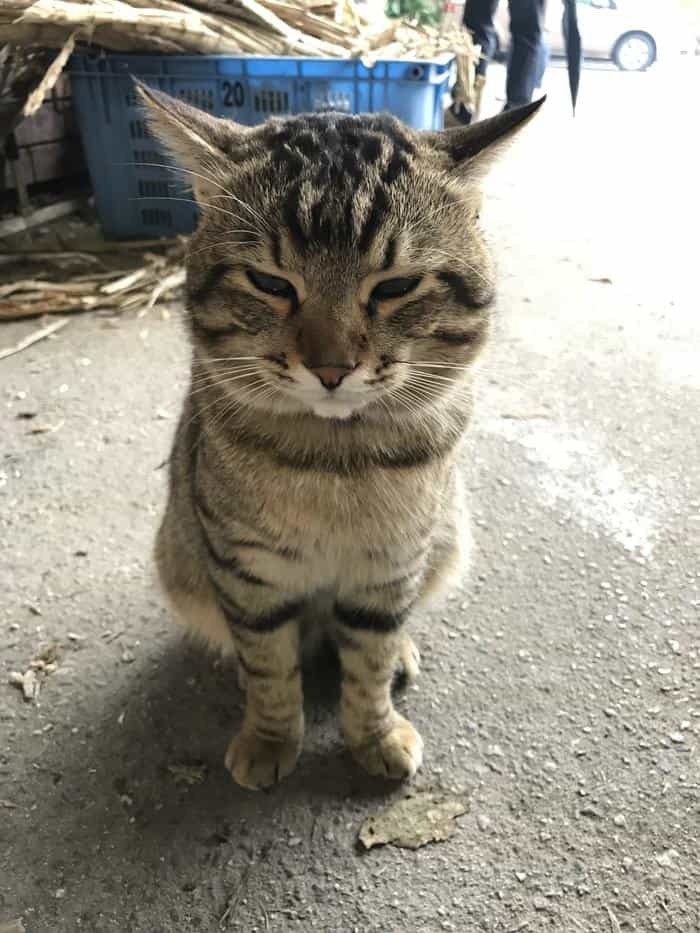 沖縄で出会った島猫たち！スポット別に紹介