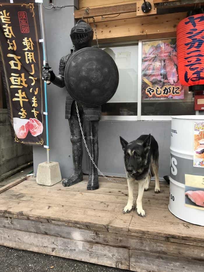 沖縄で出会った島猫たち！スポット別に紹介