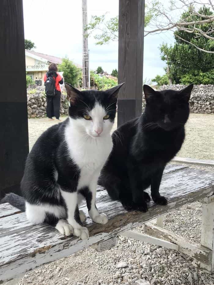 沖縄で出会った島猫たち！スポット別に紹介