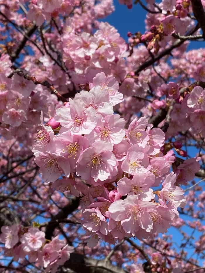 【愛知県】知る人ぞ知る四季の折々のお花見スポットをご紹介