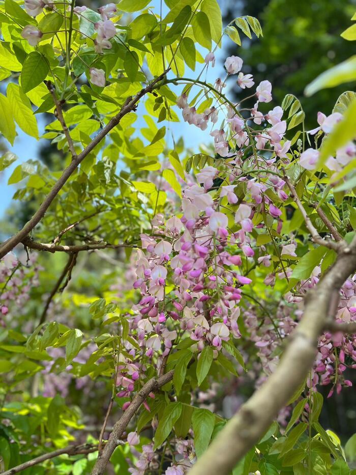 【奈良】春日大社と藤の花