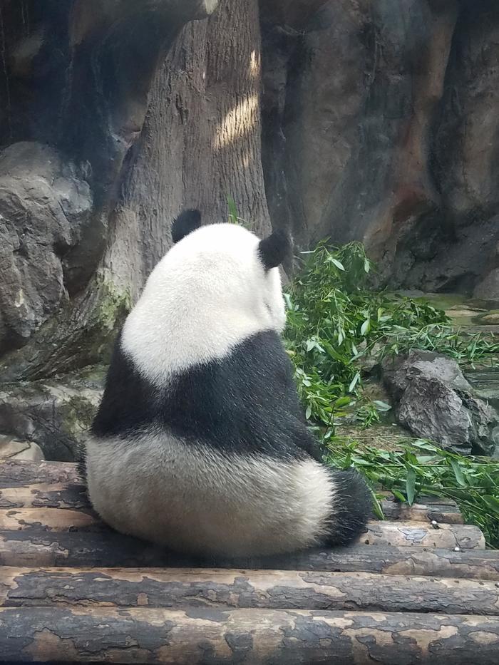 北京動物園のパンダに会いに行ってきた！