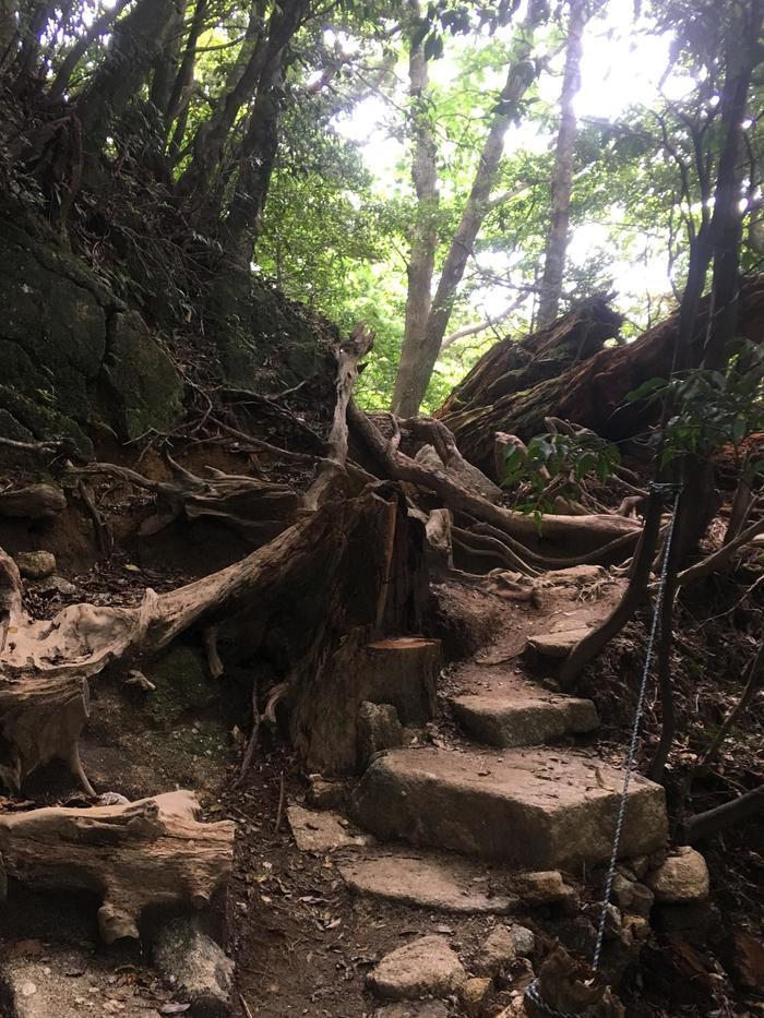 世界自然遺産の屋久島 「縄文杉」に会ってきました