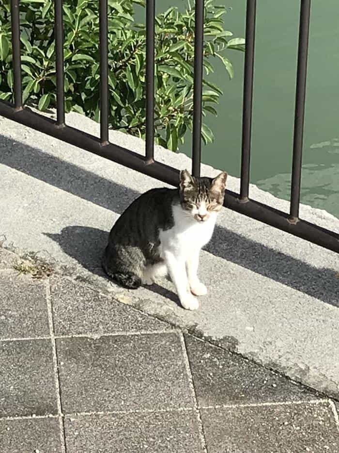 沖縄で出会った島猫たち！スポット別に紹介