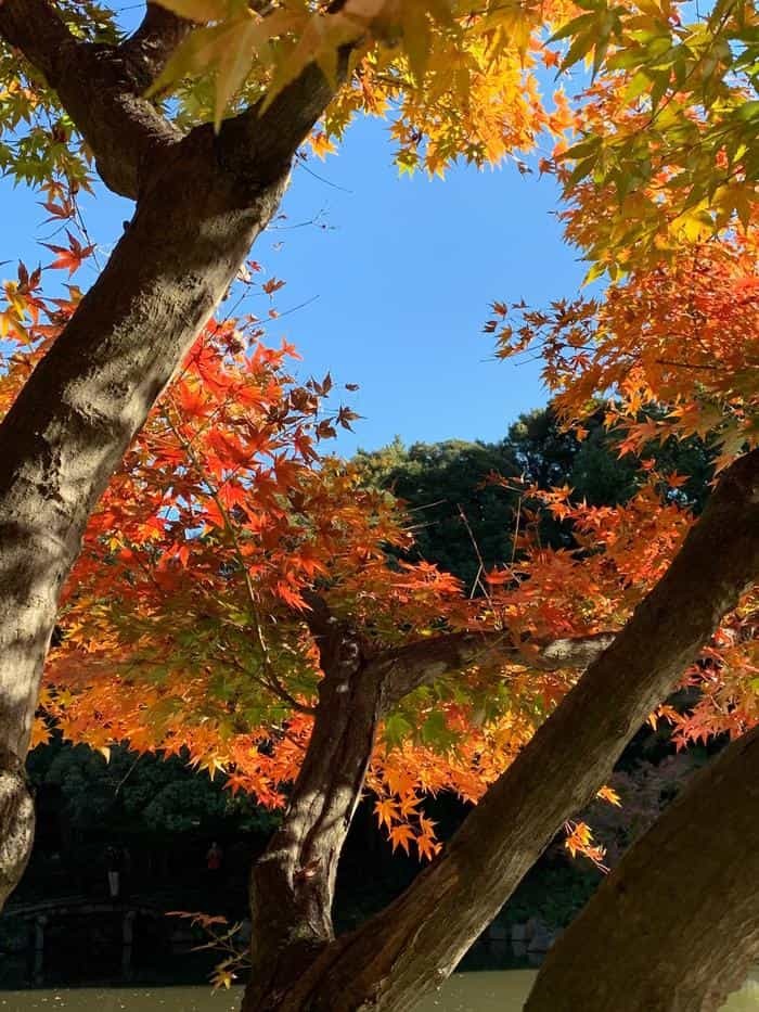 洋風と和風両方の庭園が楽しめる【旧古河庭園】秋バラ・紅葉もおすすめ！～東京さんぽ～