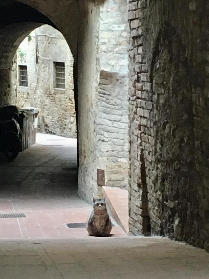 世界の動物に癒される・・・