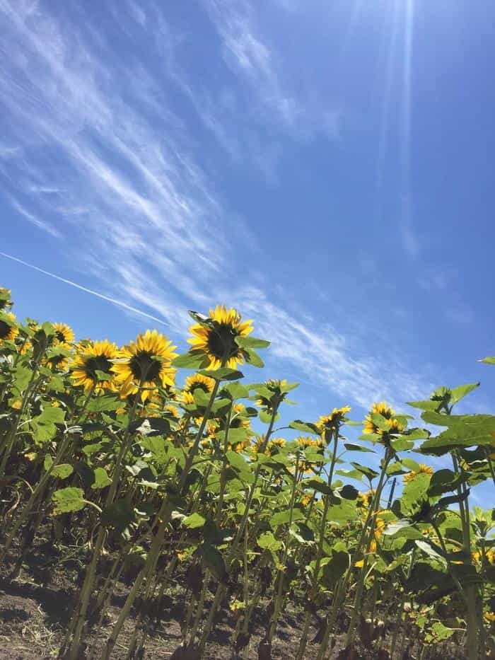 大地が黄色く輝く絶景 北竜町のひまわり畑!