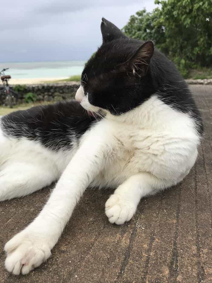 沖縄で出会った島猫たち！スポット別に紹介