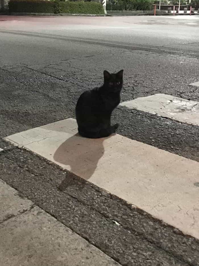 沖縄で出会った島猫たち！スポット別に紹介