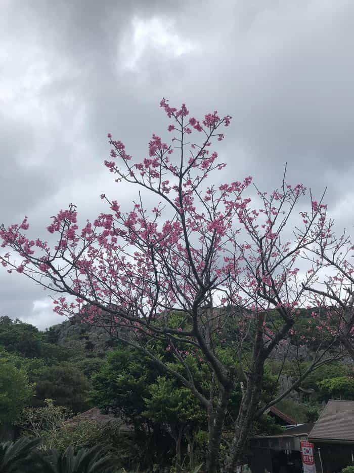 沖縄本島北部ヤンバルにある「大石林山」に行ってきました！奇岩や亜熱帯の森などの絶景を体感！