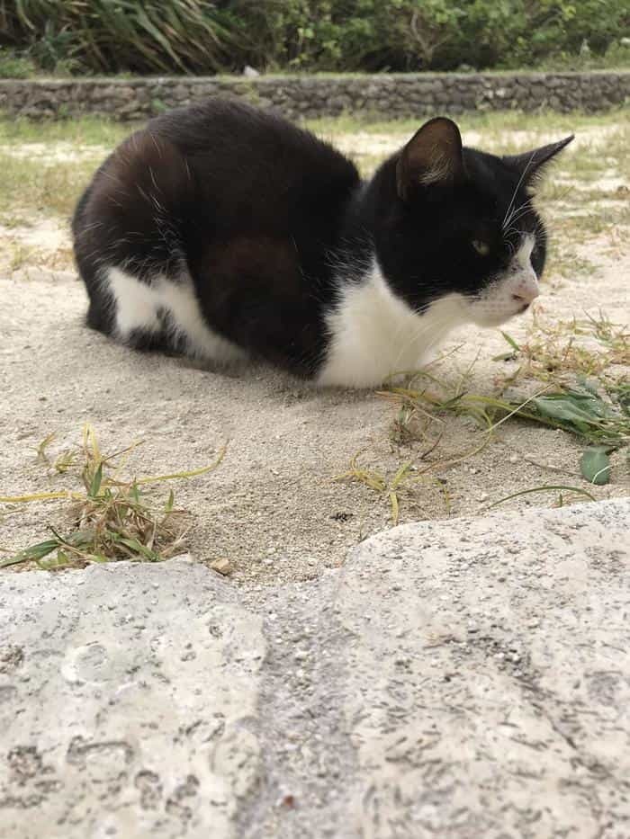 沖縄で出会った島猫たち！スポット別に紹介