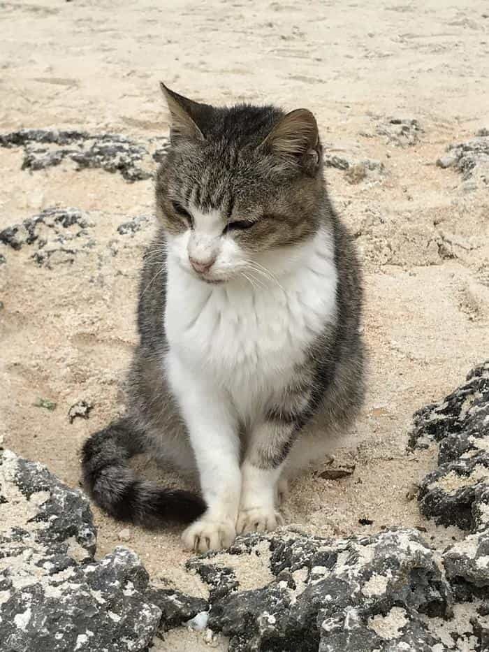 沖縄で出会った島猫たち！スポット別に紹介