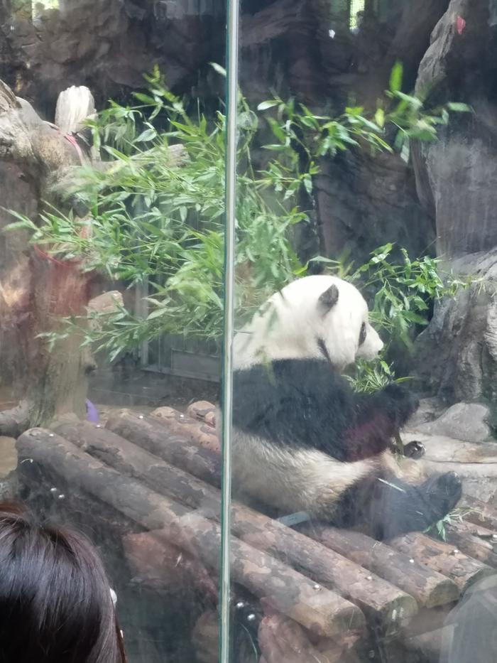 北京動物園のパンダに会いに行ってきた！