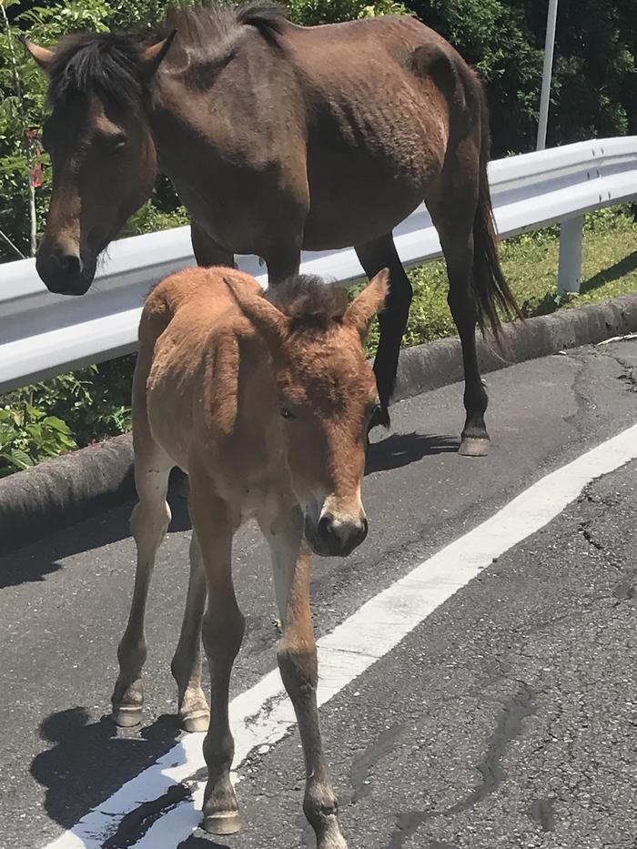 野生の馬が間近で見られる！御崎馬の親子に会いに、宮崎県串間市にある都井岬へ