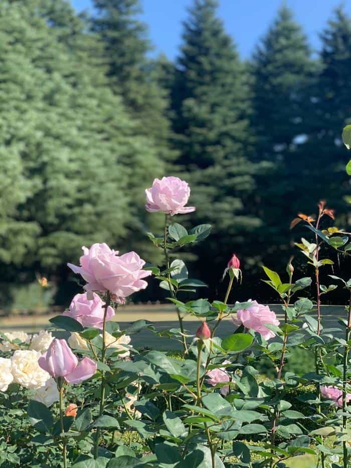 洋風と和風両方の庭園が楽しめる【旧古河庭園】秋バラ・紅葉もおすすめ！～東京さんぽ～